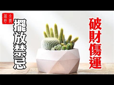 仙人掌風水禁忌|仙人掌的風水擺放禁忌